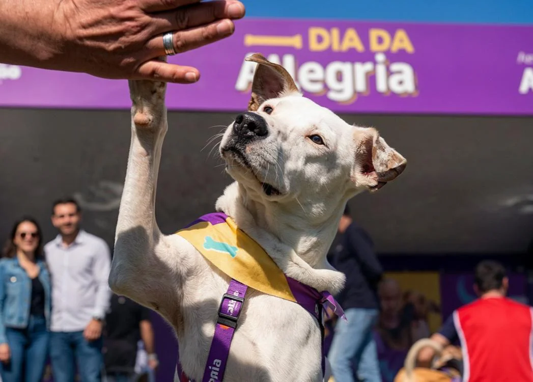 Ativação Allegra realizada pela Action